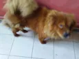Bela