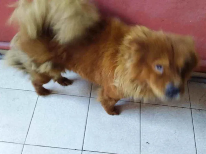 Cachorro raça Chow chow idade 3 anos nome Bela