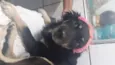 Cachorro raça SRD-ViraLata idade 2 anos nome Mai