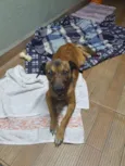 Cachorro raça SRD-ViraLata idade 2 anos nome Maya