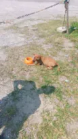Mel