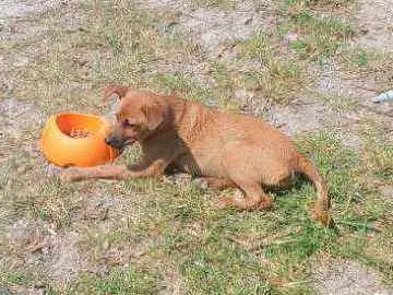 Cachorro ra a SRD idade 2 a 6 meses nome Mel
