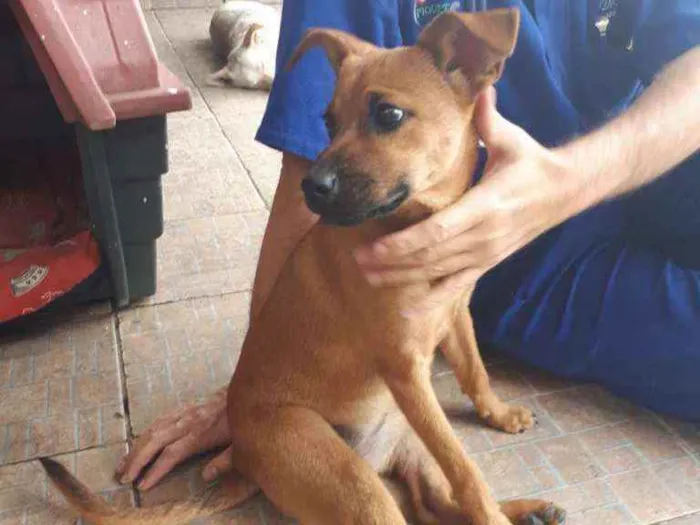Cachorro ra a SRD idade 2 a 6 meses nome Mel