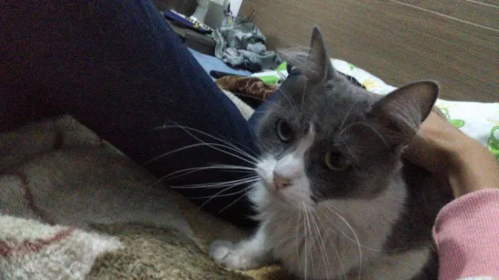 Gato ra a s/ raça idade 1 ano nome S/ nome