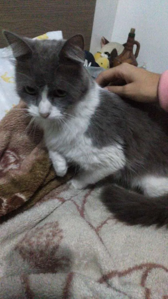 Gato ra a s/ raça idade 1 ano nome S/ nome