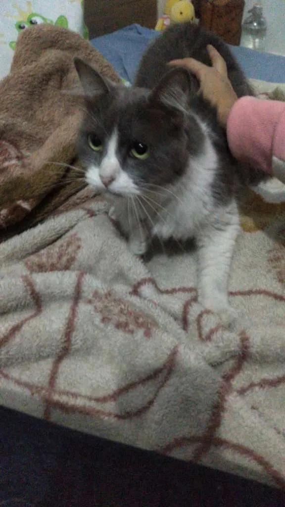 Gato ra a s/ raça idade 1 ano nome S/ nome