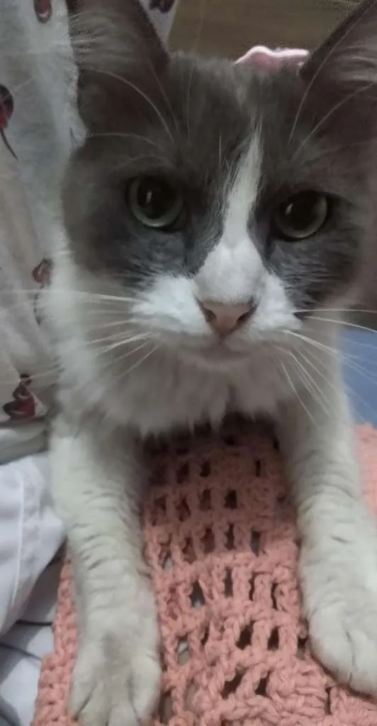 Gato ra a s/ raça idade 1 ano nome S/ nome