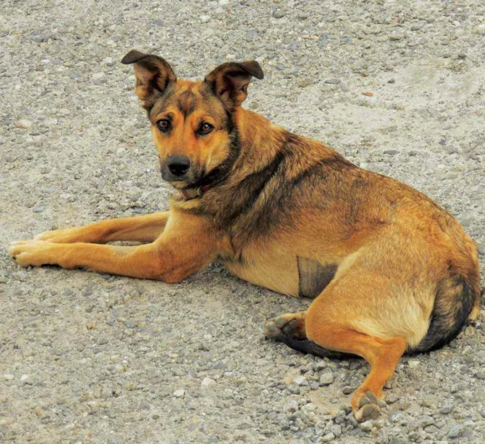 Cachorro raça SRD idade 2 anos nome Jade