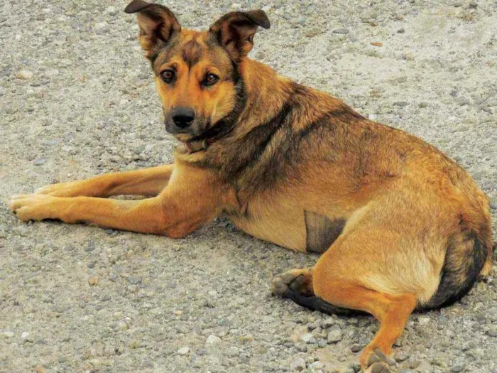 Cachorro raça SRD idade 2 anos nome Jade