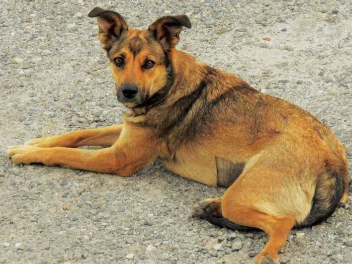 Cachorro raça SRD idade 2 anos nome Jade