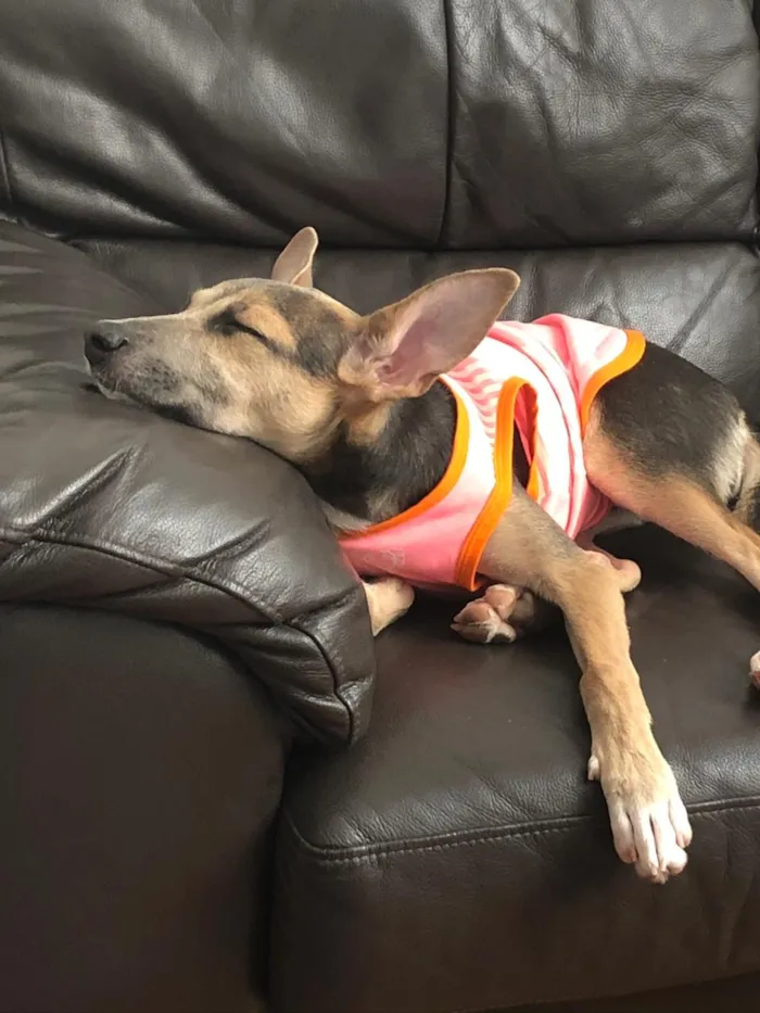 Cachorro ra a SRD idade 2 a 6 meses nome Paçoca