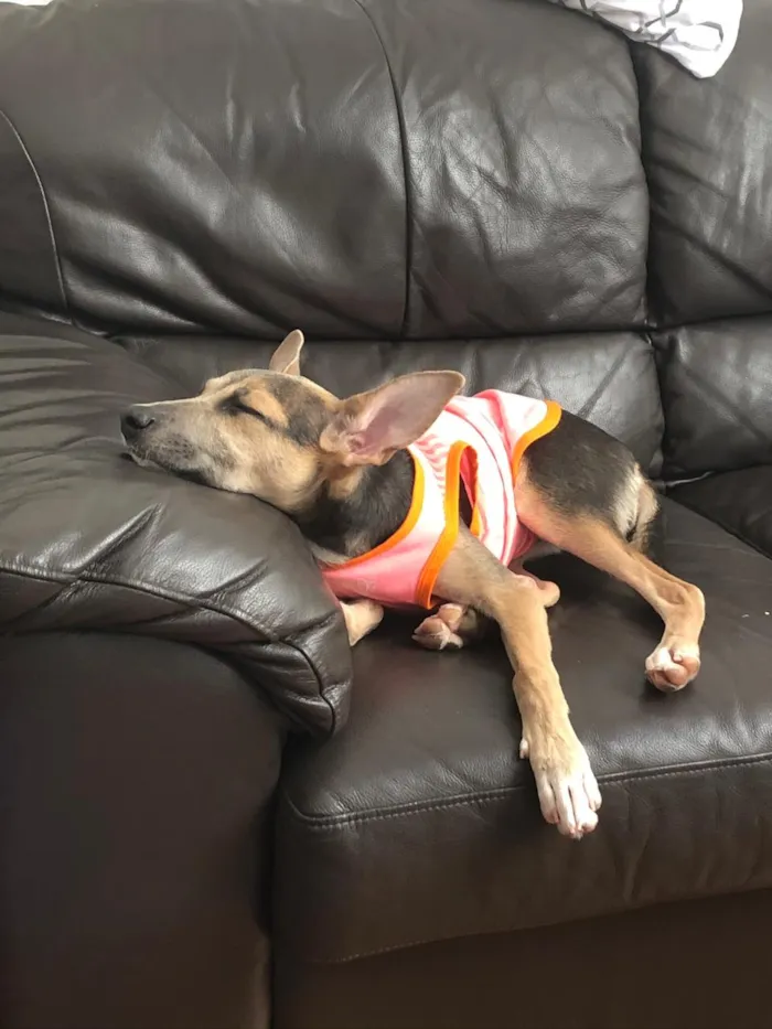 Cachorro ra a SRD idade 2 a 6 meses nome Paçoca