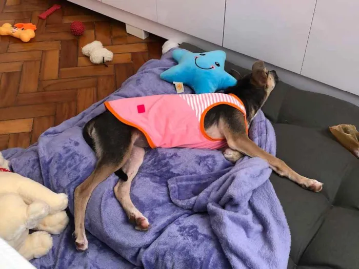 Cachorro ra a SRD idade 2 a 6 meses nome Paçoca