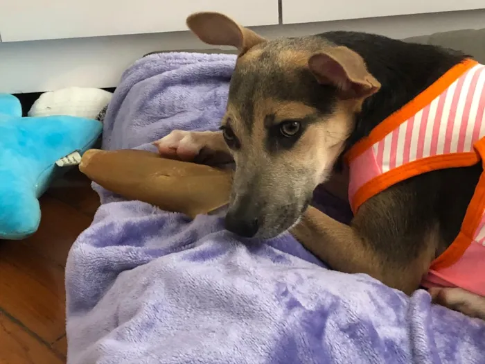 Cachorro ra a SRD idade 2 a 6 meses nome Paçoca