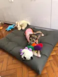 Paçoca