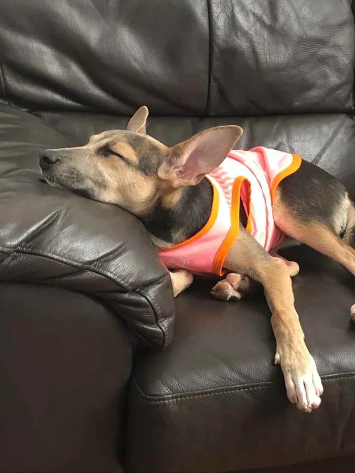 Cachorro ra a SRD idade 2 a 6 meses nome Paçoca