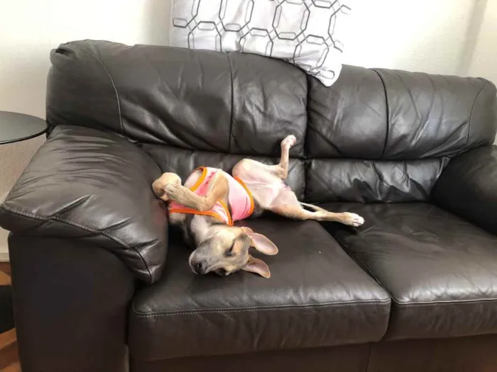 Cachorro ra a SRD idade 2 a 6 meses nome Paçoca