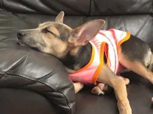 Cachorro raça SRD idade 2 a 6 meses nome Paçoca