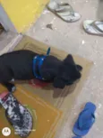 Pitico
