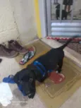 Pitico