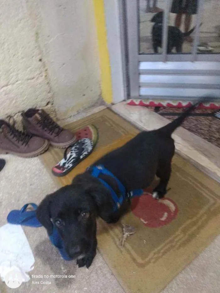 Cachorro ra a Não sei idade 2 a 6 meses nome Pitico