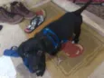 Pitico