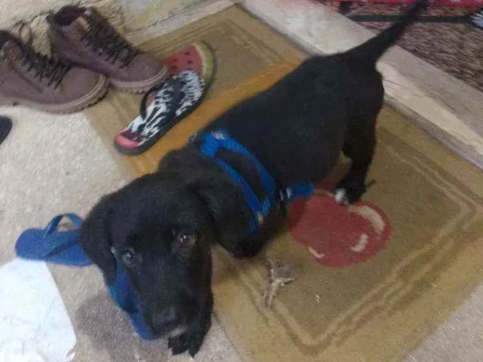 Cachorro ra a Não sei idade 2 a 6 meses nome Pitico