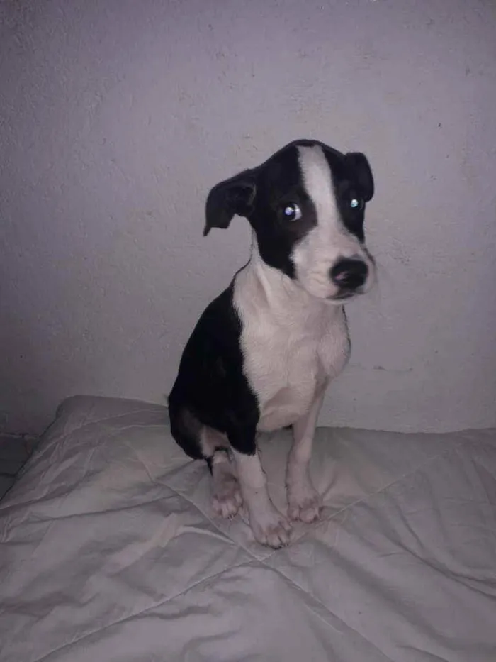 Cachorro raça Vira lata  idade 2 a 6 meses nome Scar Victor 