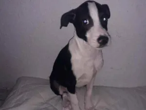 Cachorro raça Vira lata  idade 2 a 6 meses nome Scar Victor 