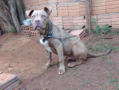 Cachorro raça Pitbull idade 7 a 11 meses nome Brucy
