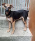 Cachorro raça SRD idade 2 a 6 meses nome CHING