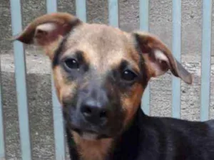 Cachorro raça SRD idade 2 a 6 meses nome CHING