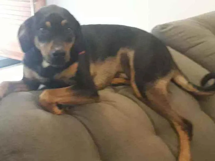 Cachorro ra a indefinida idade 1 ano nome Rex