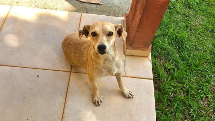 Cachorro ra a Srd idade 3 anos nome Cachorrinha caramelo