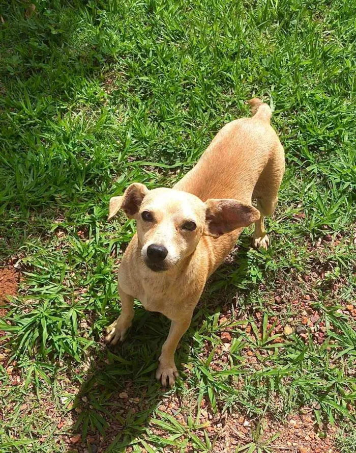 Cachorro ra a Srd idade 3 anos nome Cachorrinha caramelo