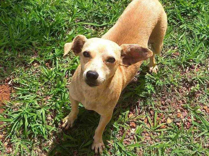 Cachorro ra a Srd idade 3 anos nome Cachorrinha caramelo