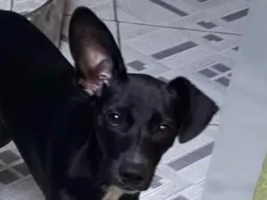 Cachorro raça SRD idade 2 a 6 meses nome LING