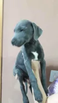 Guri