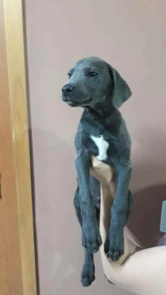 Cachorro ra a Indefinida idade 2 a 6 meses nome Jojo