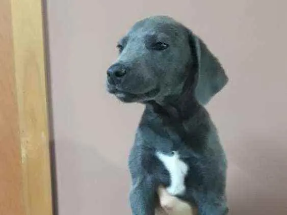 Cachorro ra a Indefinida idade 2 a 6 meses nome Jojo