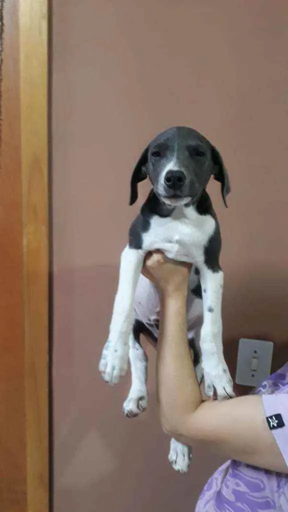 Cachorro ra a Indefinida idade 2 a 6 meses nome Jojo