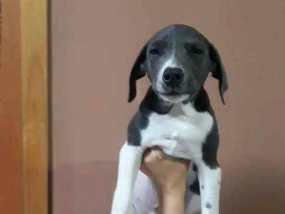 Cachorro ra a Indefinida idade 2 a 6 meses nome Jojo