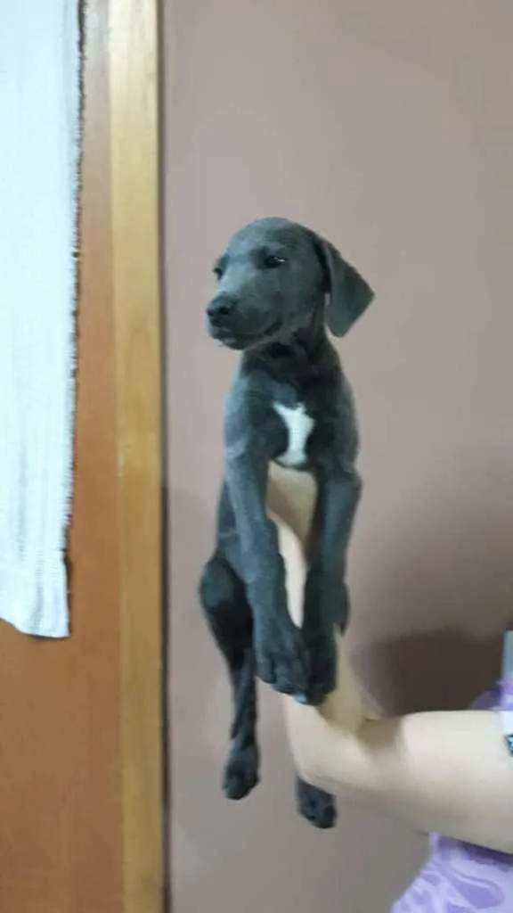 Cachorro ra a Indefinida idade 2 a 6 meses nome Jojo