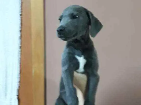 Cachorro ra a Indefinida idade 2 a 6 meses nome Jojo