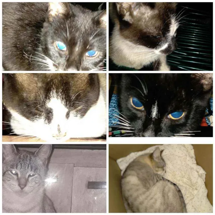 Gato ra a Indefinida  idade 2 anos nome Nina,Bombril,Hebe e 