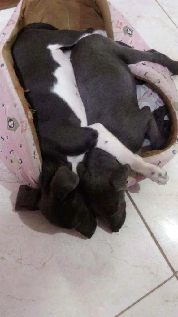 Cachorro ra a Indefinida idade 2 a 6 meses nome Jojo