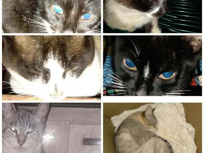 Gato ra a Indefinida  idade 2 anos nome Nina,Bombril,Hebe e 