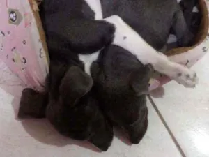 Cachorro raça Indefinida idade 2 a 6 meses nome Jojo