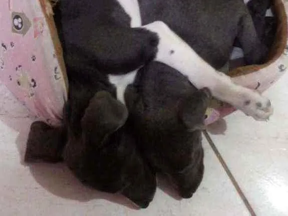 Cachorro ra a Indefinida idade 2 a 6 meses nome Jojo