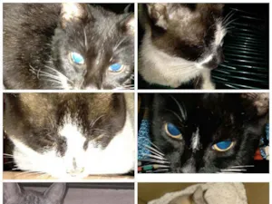 Gato raça Indefinida  idade 2 anos nome Nina,Bombril,Hebe e 